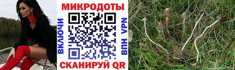 Псилоцибиновые грибы Psilocybine cubensis  MEGA онион  Чита  закладки 